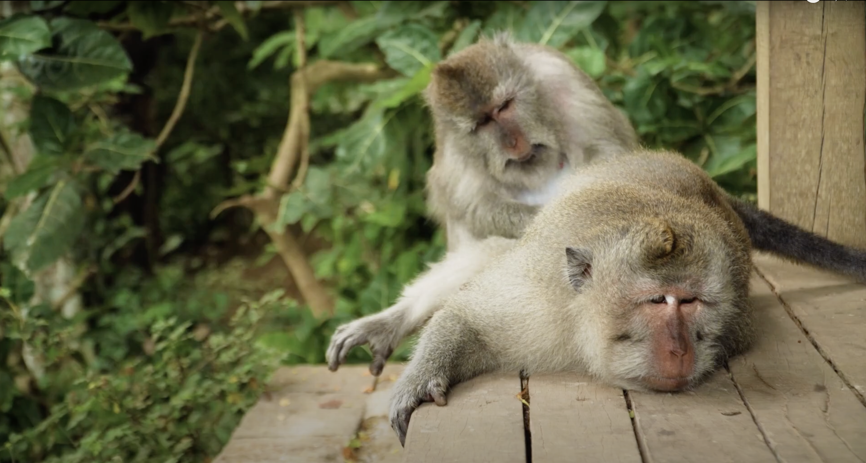 Video – Animal Crackers